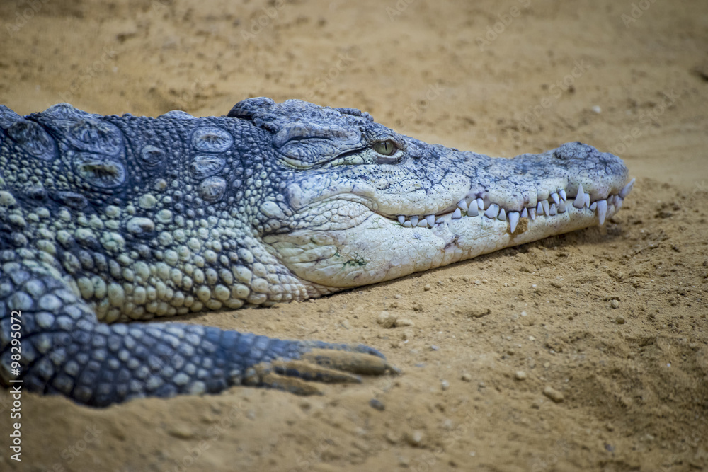 Obraz premium rough crocodile resting on the sand beside a brown river