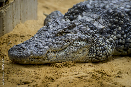 crocodile resting on the sand beside a brown river