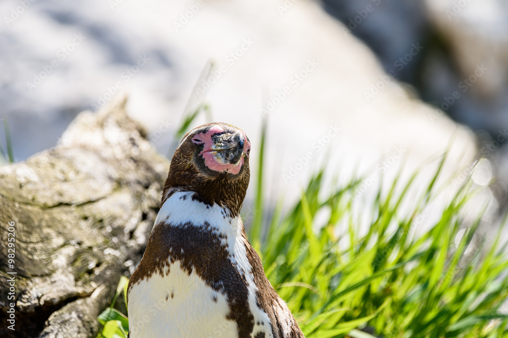 Magellanic Penguin (Spheniscus Magellanicus) In South America Magellanic Penguin (Spheniscus Magellanicus) In South America