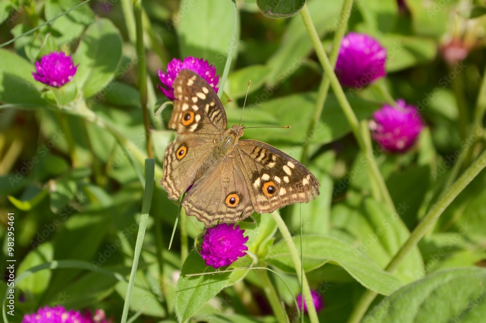 Fototapeta premium Butterfly on flower in the garden