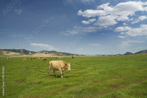 herd of cattle on the grass