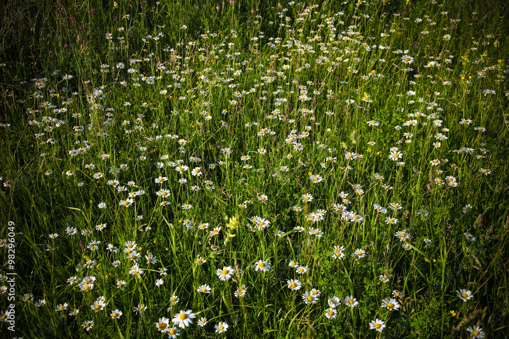 Fototapeta premium Nature