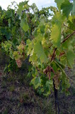 Bunch of white grapes still on the vineyard