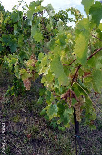 Bunch of white grapes still on the vineyard