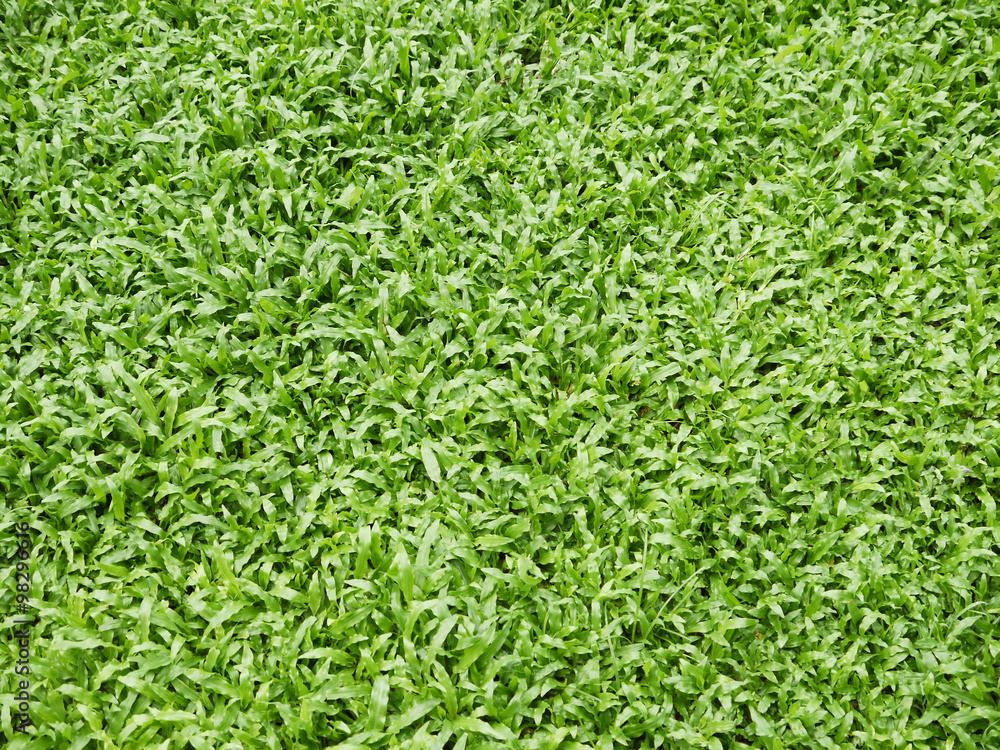 grass texture grass texture