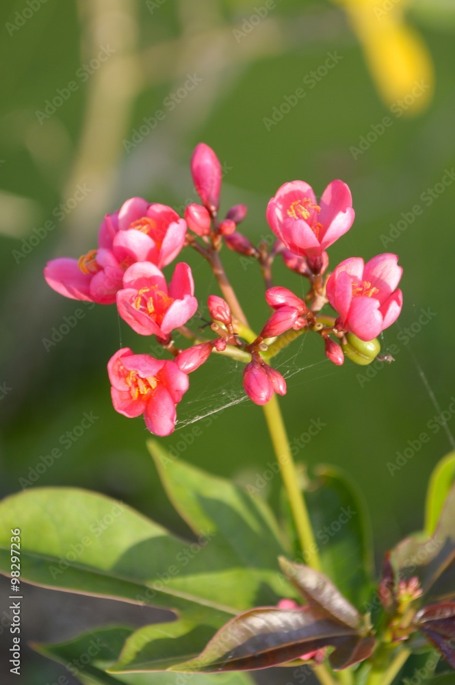 Jatropha integerrima flower, Peregrina or Spicy Jatropha flower Jatropha integerrima flower, Peregrina or Spicy Jatropha flower