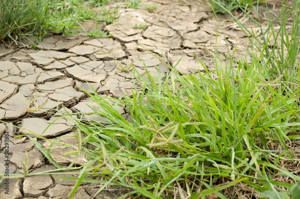 green grass on the ground