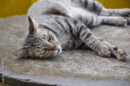 Fototapeta Naklejka Na Ścianę i Meble -  tabby cat on cement floor