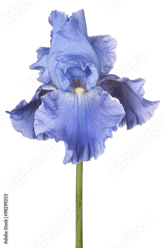 Fototapeta Naklejka Na Ścianę i Meble -  iris