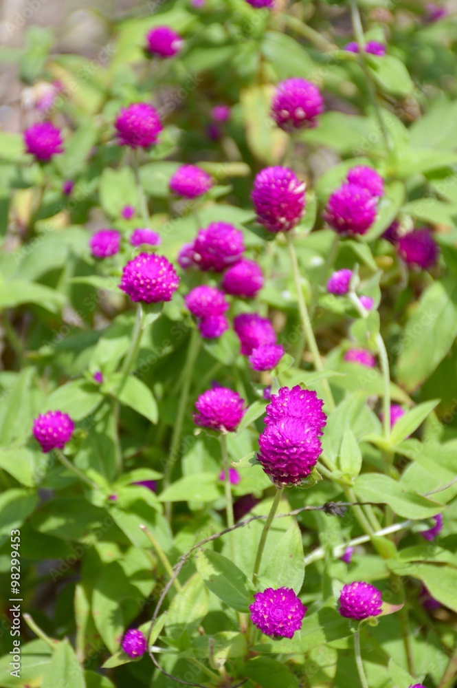 Beautiful purple flowers or Globe Amaranth in garden Beautiful purple flowers or Globe Amaranth in garden