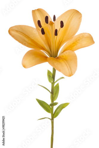 Fototapeta Naklejka Na Ścianę i Meble -  lily