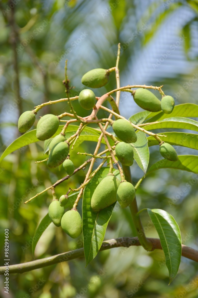 green young mango in fruit garden green young mango in fruit garden