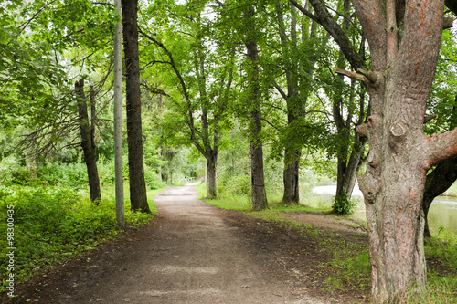 Fototapeta Naklejka Na Ścianę i Meble -  summer forest and path