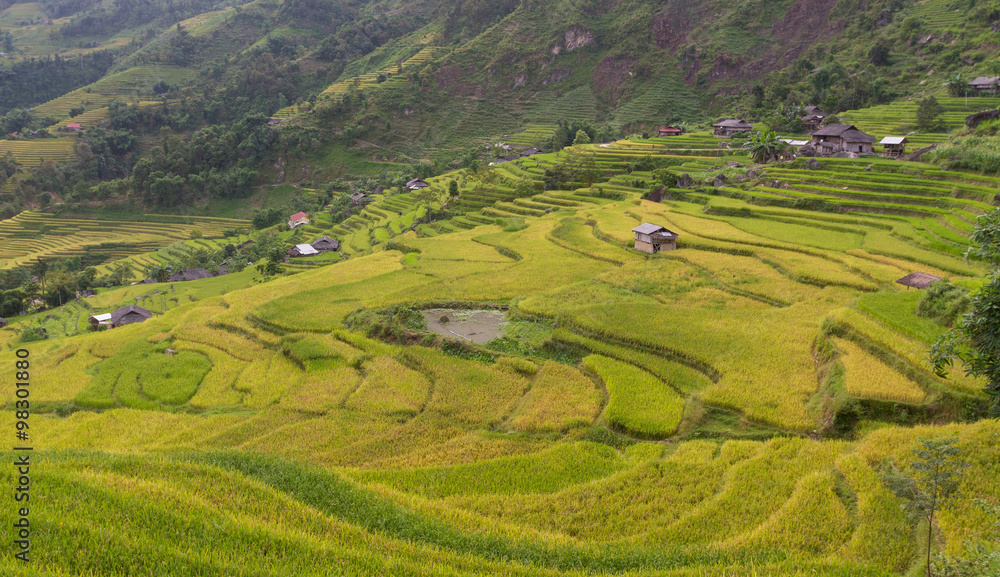 Fototapeta premium Rice fields on terraced of Ha Giang, Vietnam. Rice fields prepare the harvest at Northwest Vietnam
