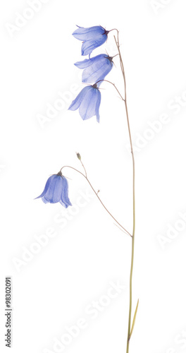 Fototapeta Naklejka Na Ścianę i Meble -  forest bellflower with four blue blooms on white