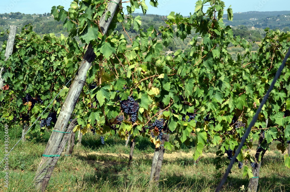 Red wine grape hangs on the grapevine Red wine grape hangs on the grapevine