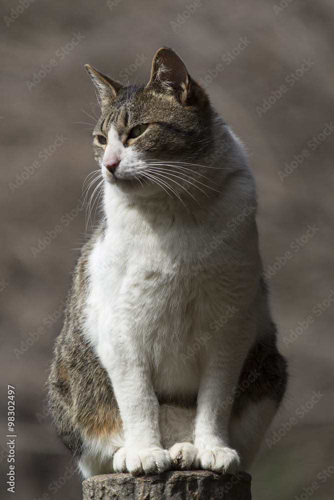 ねこ