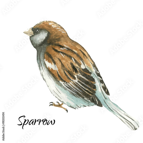 The sparrow on white background