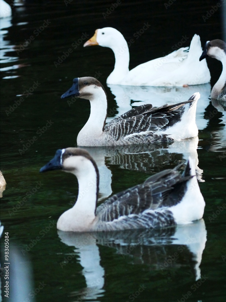 Fototapeta premium Goose