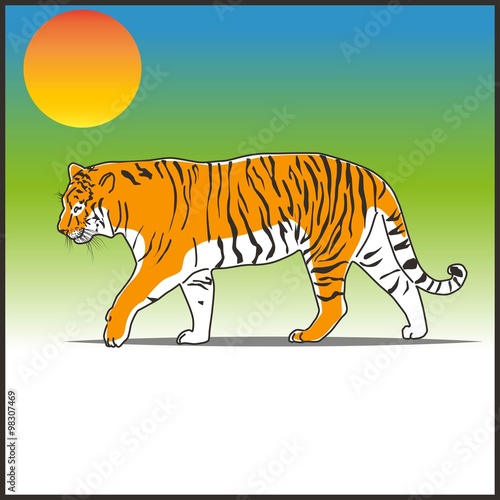 Тигр. Tiger.