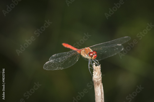 Sympetrum flaveolum full shot