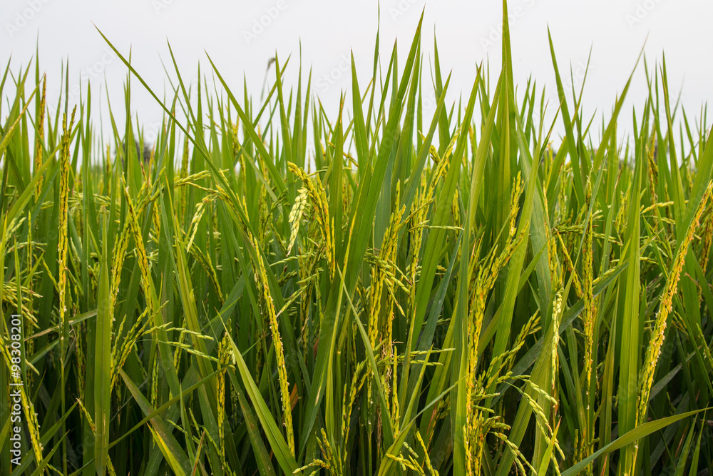 rice field and white background rice field and white background