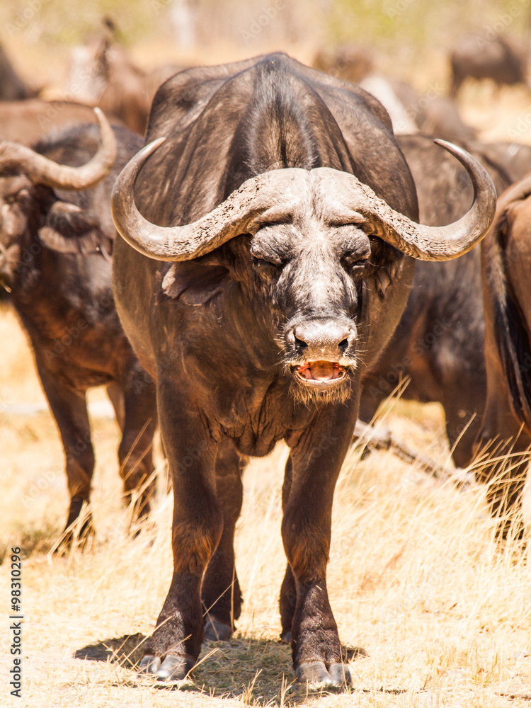 Fototapeta premium African buffalo front view