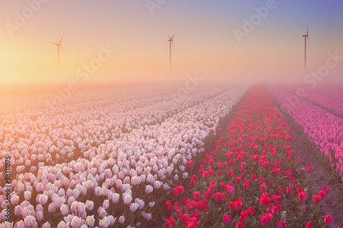 Fototapeta Naklejka Na Ścianę i Meble -  Sunrise and fog over rows of blooming tulips, The Netherlands