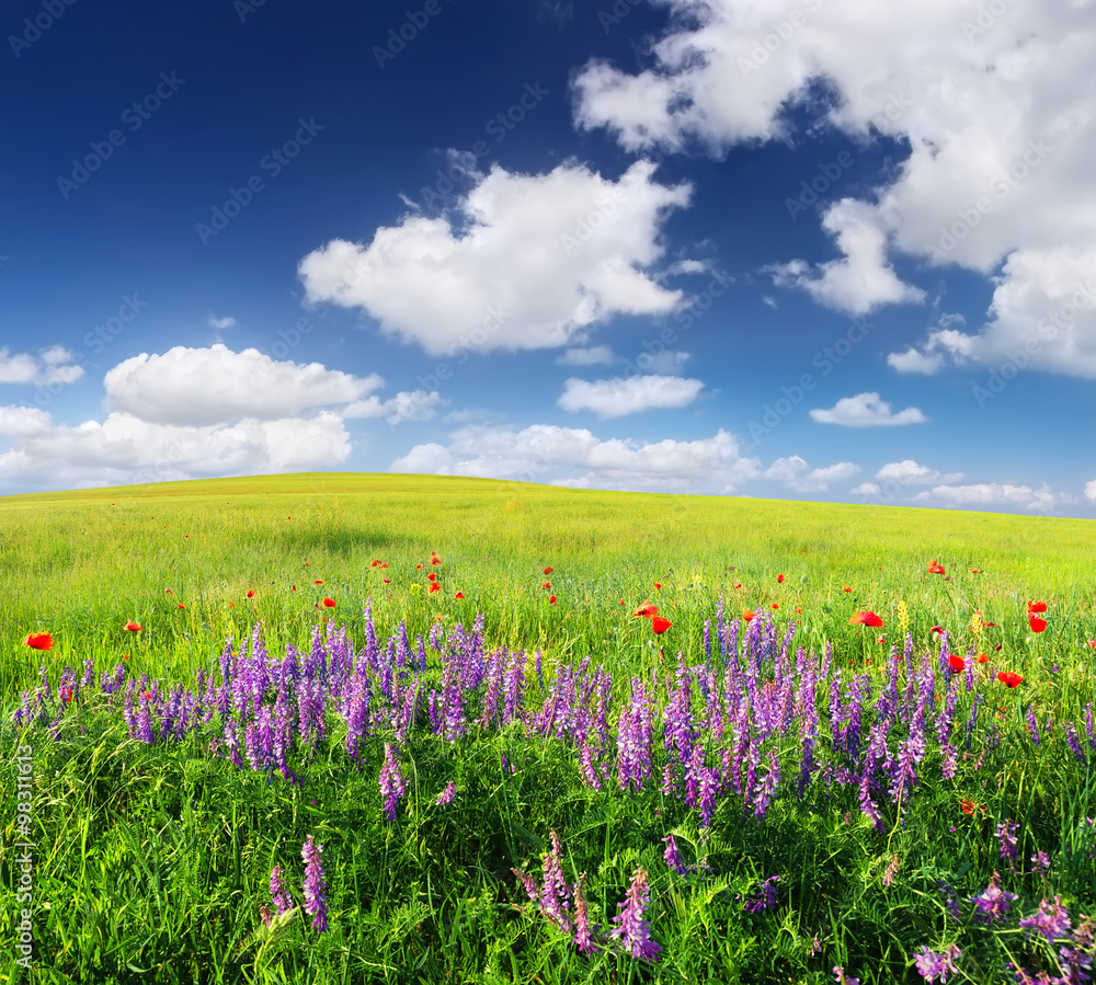 Field with flowers in mountain valley. Natural summer landscape.