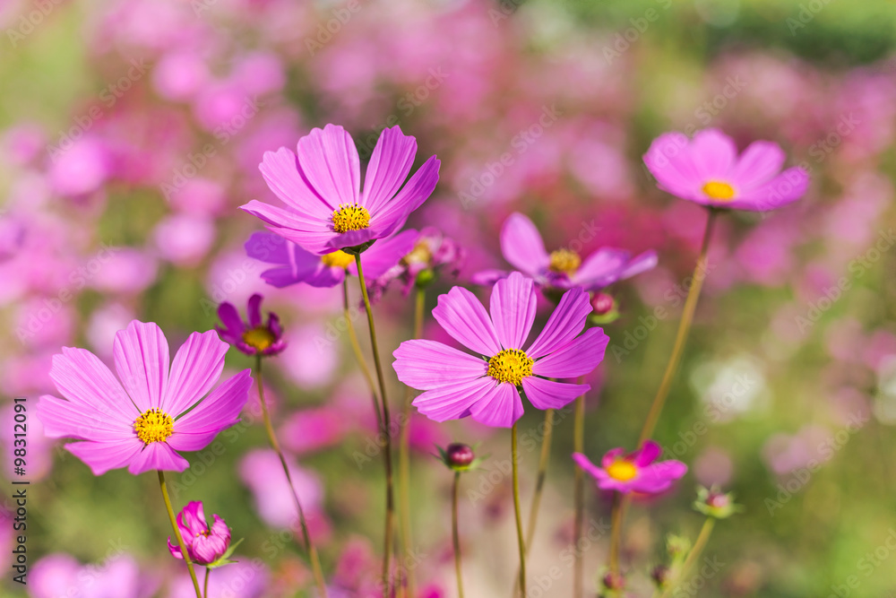 pink cosmos flowers blooming in garden. pink cosmos flowers blooming in garden.