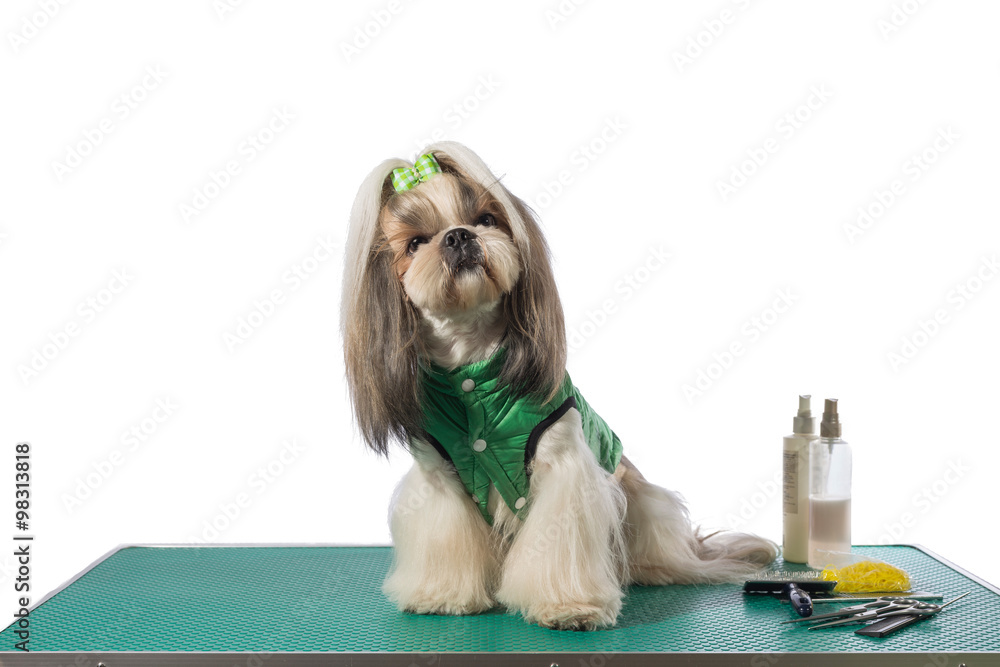 Well groomed shih-tzu at the groomer table in green dog costume Stock-foto  | Adobe Stock