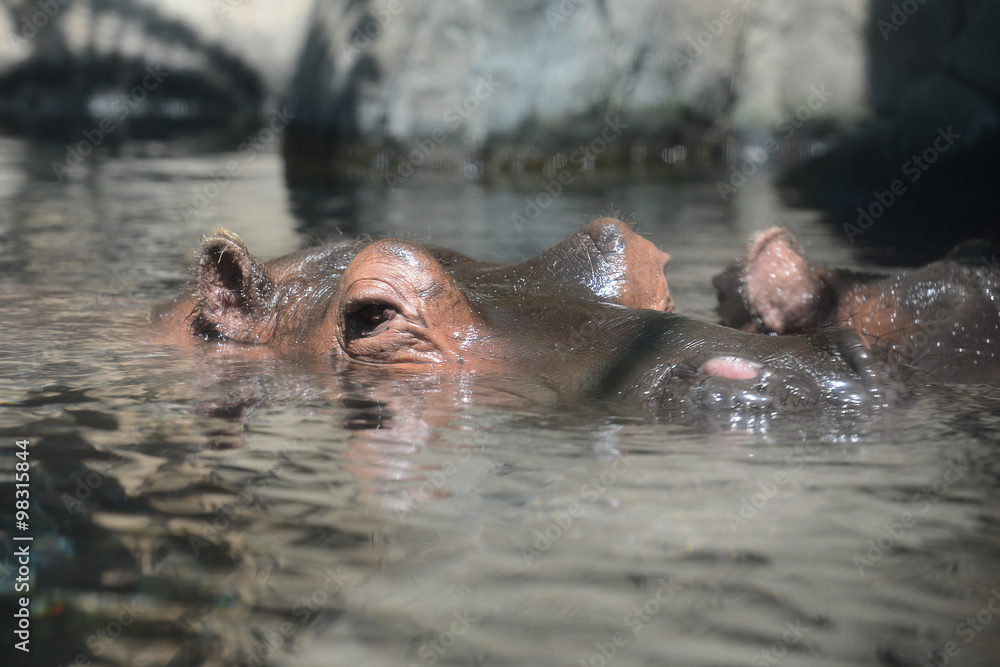 Fototapeta premium Hippopotsmus swiming