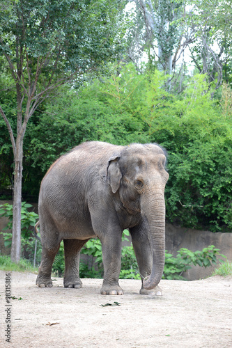 Mature Elephant standing