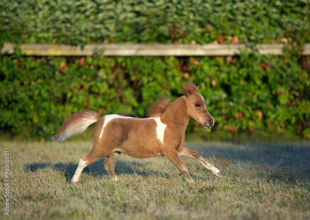 Miniature horse in summer evening farm Miniature horse in summer evening farm