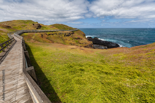 Winding boardwalk among green blossoming hills at the coastline
