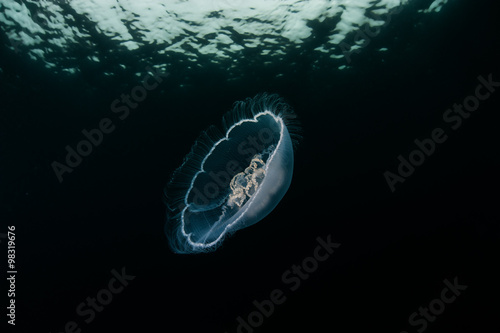 Fototapeta Naklejka Na Ścianę i Meble -  Moon jellyfish in the dark