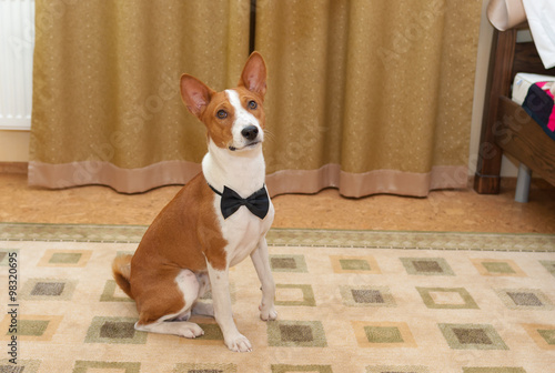 Indoor portrait of basenji dog wearing bow-tie