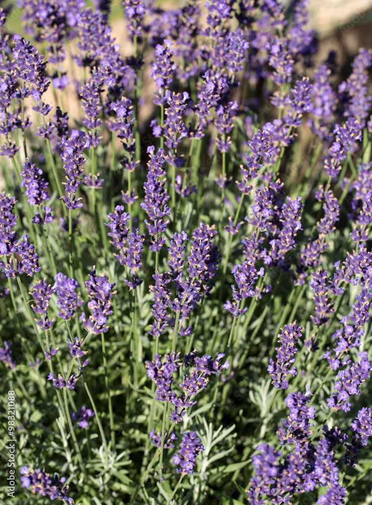 Fototapeta premium Garden with the flourishing lavender