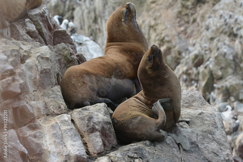 Sea lions on rocks of the Ballestas Islands. Peru.