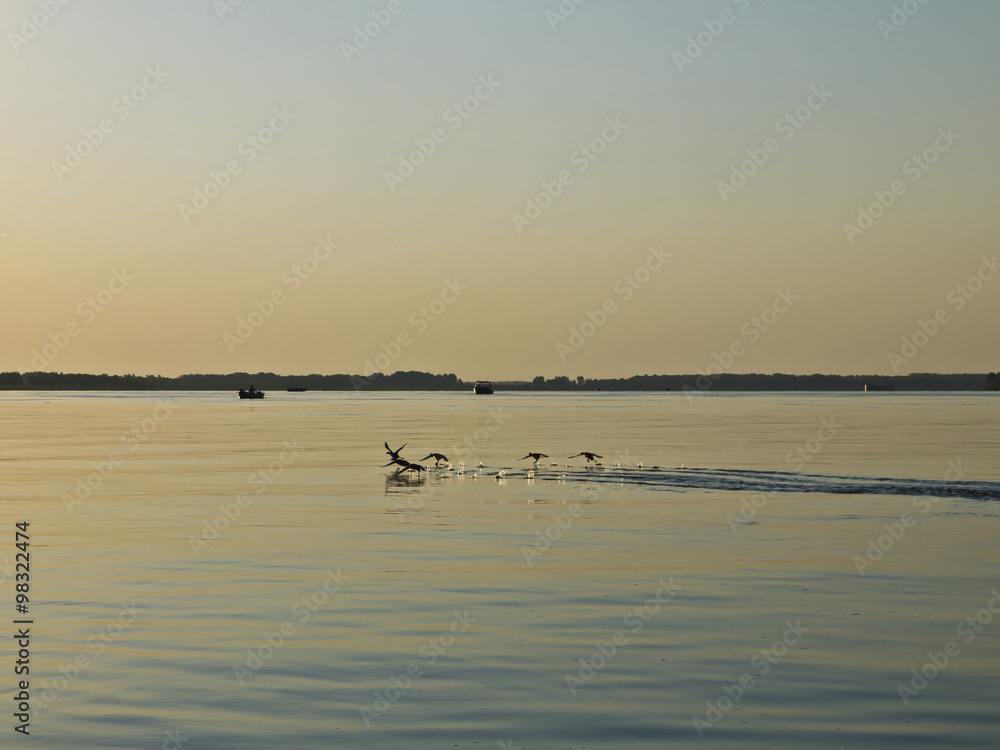 Naklejka premium ducks take off from water