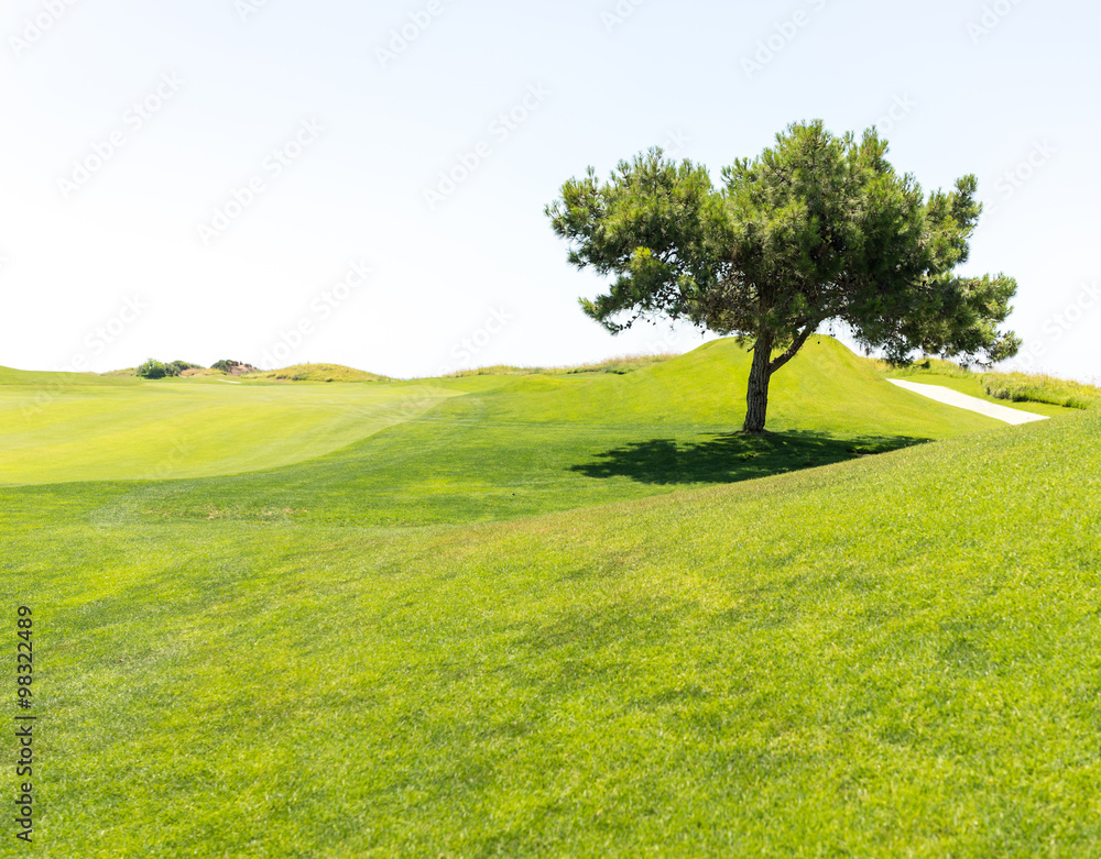 Fototapeta premium Tree on beautiful grass field