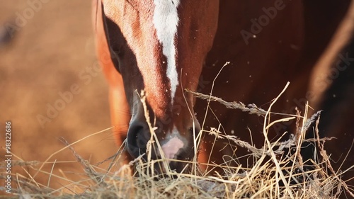 Horse eating hay on the farm closeup