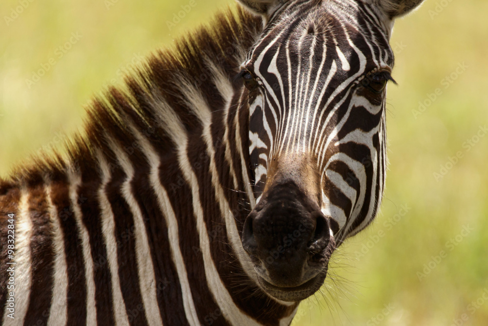 Fototapeta premium Zebra