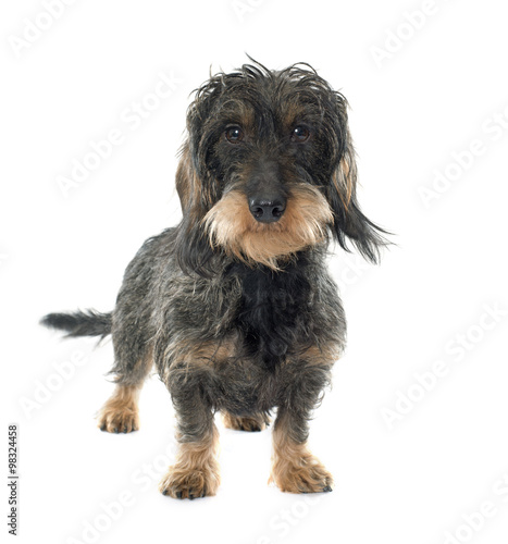 Wire haired dachshund © cynoclub