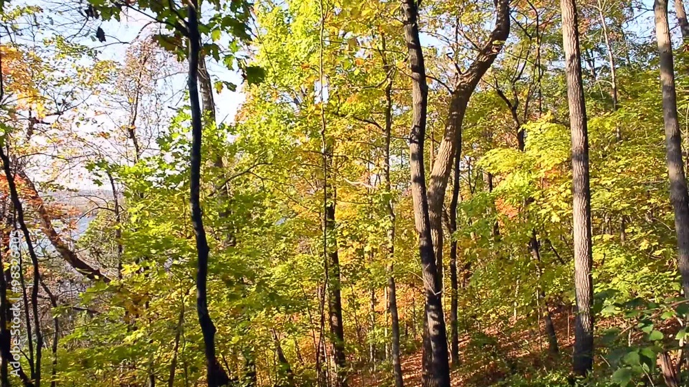 Tree Foliage During Fall Season Tree Foliage During Fall Season