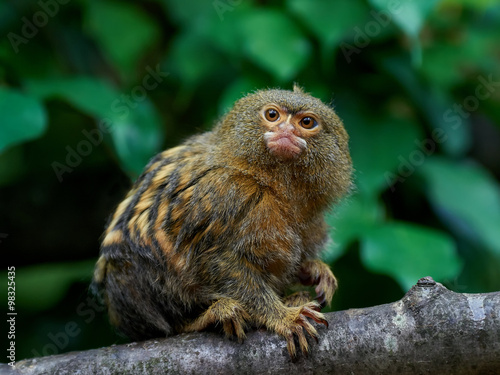Tableau sur toile Pygmy marmoset (Cebuella pygmaea)