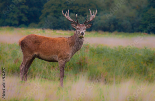 Deer, horns © mat_hak
