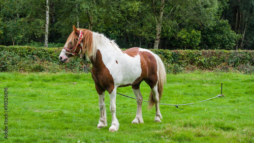 Horse on green field