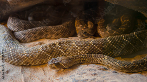 Rattlesnake, Crotalus atrox © mat_hak