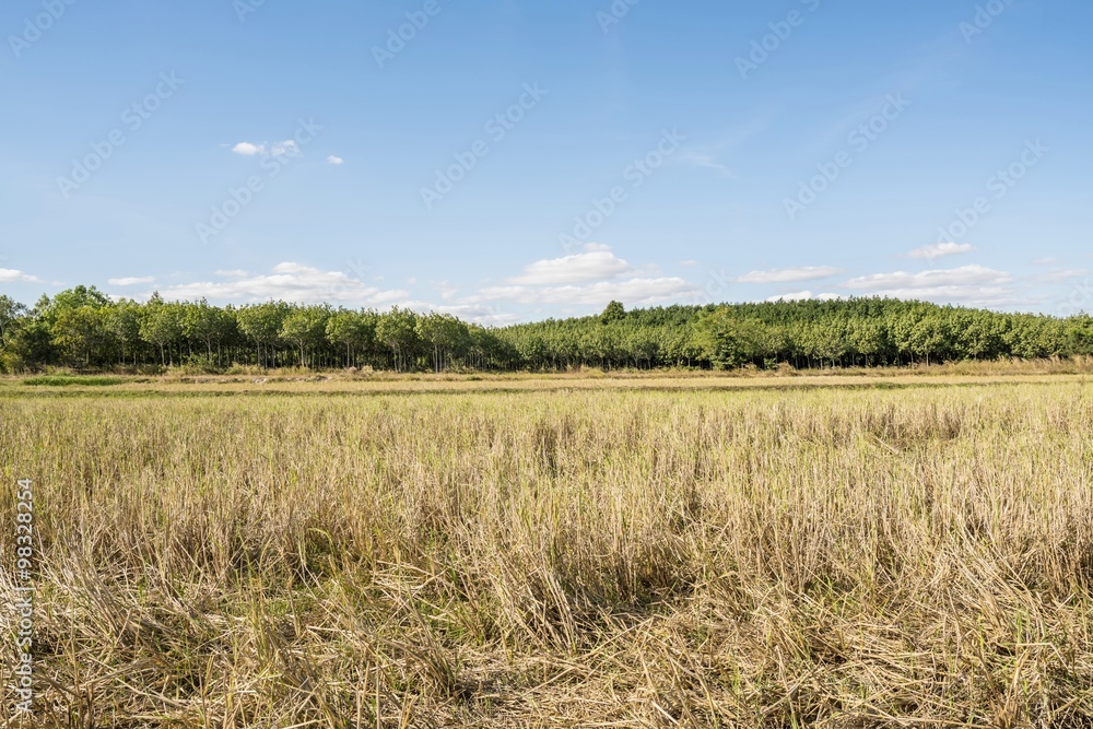 Beautiful blue sky background of dry rice paddy field after havest 
and rubber plantation in the afternoon sunlight at thailand countryside